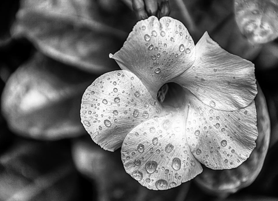 silver efex pro 2 reviews silver efex pro 2 reviews